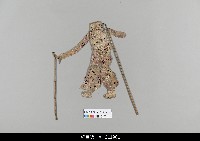 藏品(中國湖北皮影戲偶身)的圖片